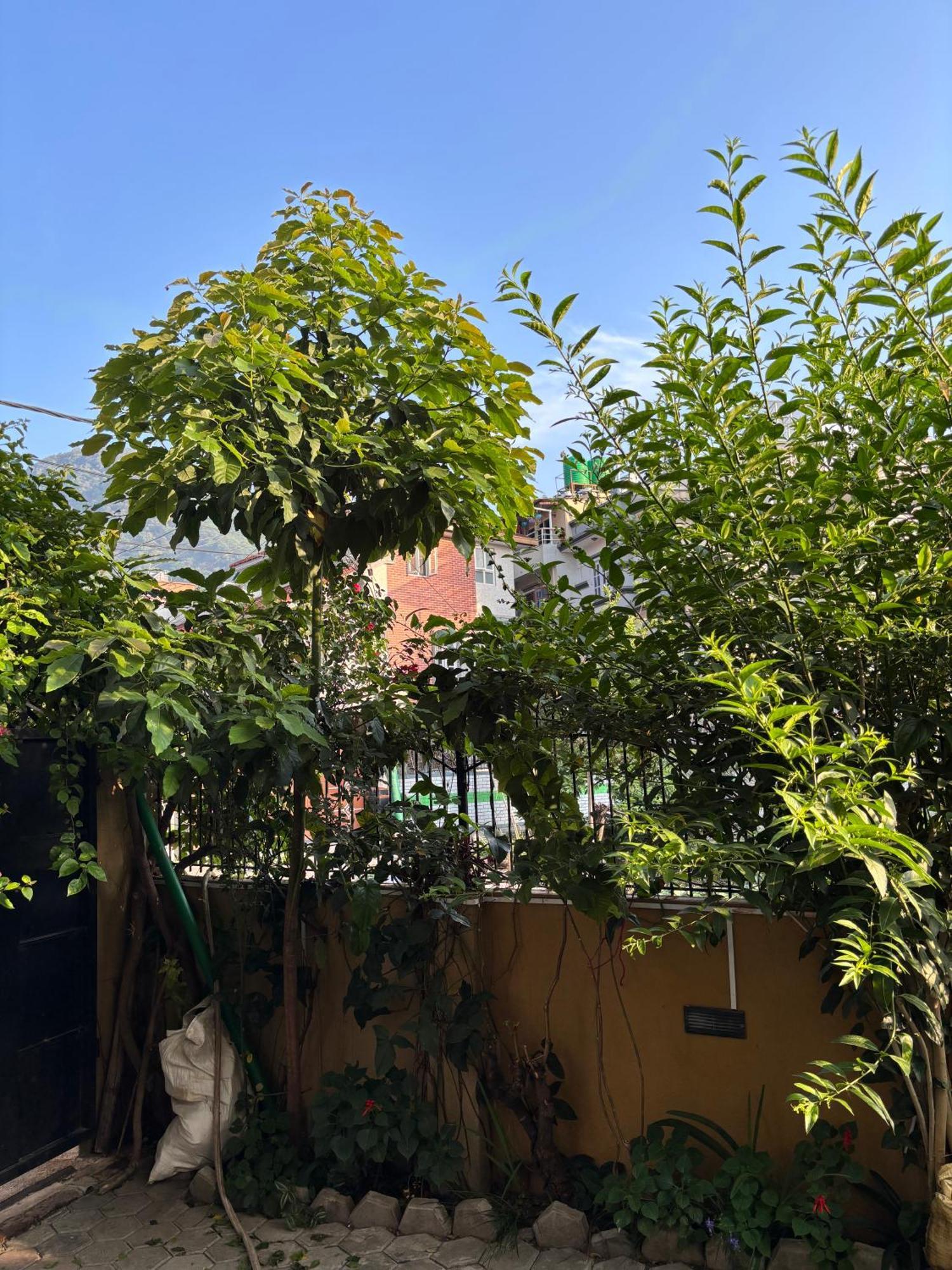 Mums Homestay & Studio Apartments Kathmandu Exterior foto